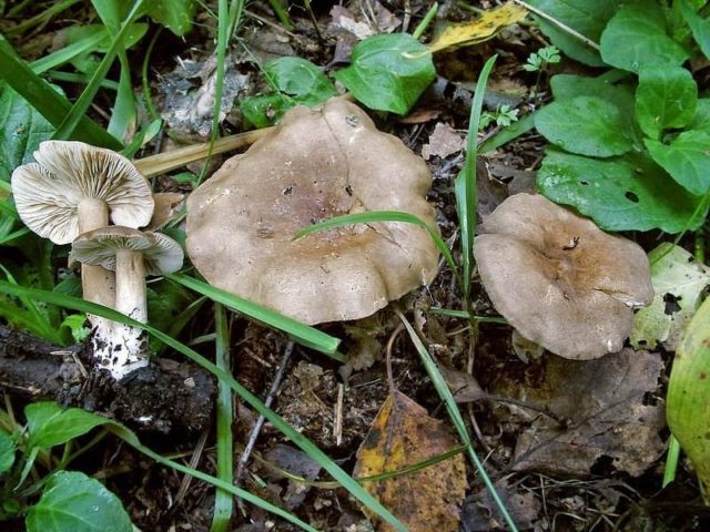 Gorkusha mushroom (bitter mushroom, bitter mushroom): photo and description of how to soak and salt