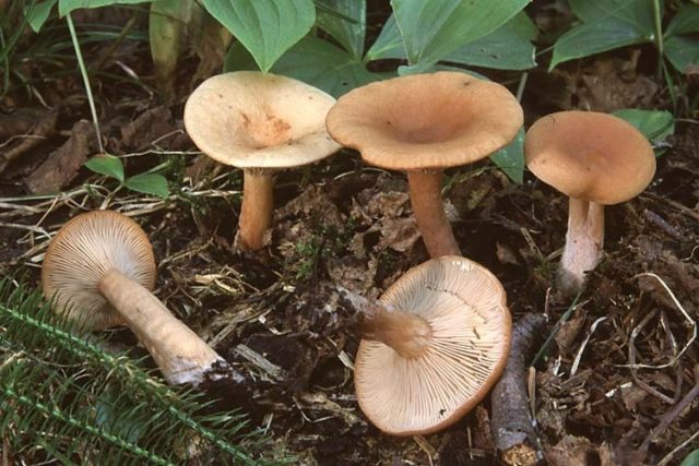 Gorkusha mushroom (bitter mushroom, bitter mushroom): photo and description of how to soak and salt