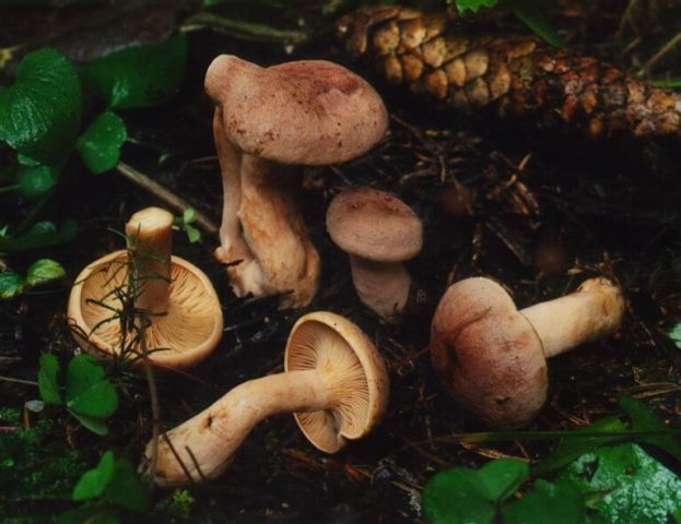 Gorkusha mushroom (bitter mushroom, bitter mushroom): photo and description of how to soak and salt