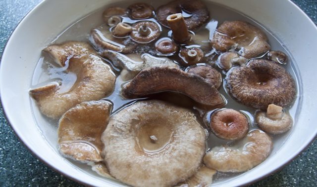 Gorkusha mushroom (bitter mushroom, bitter mushroom): photo and description of how to soak and salt