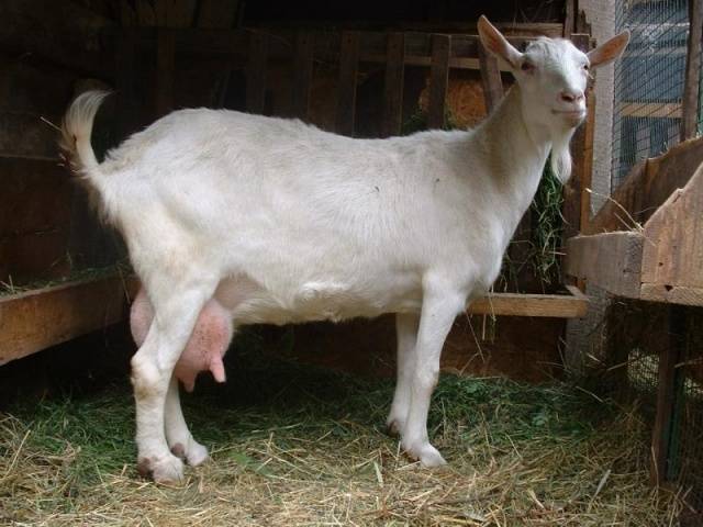 Gorky goat: maintenance and care 