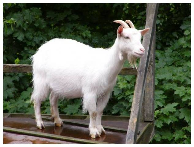 Gorky goat: maintenance and care 