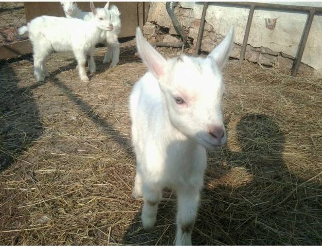 Gorky goat: maintenance and care 