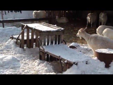 Gorky goat: maintenance and care 