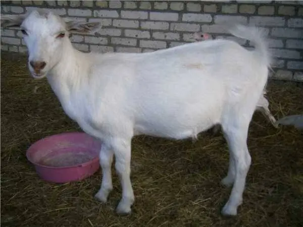 Gorky goat: maintenance and care 