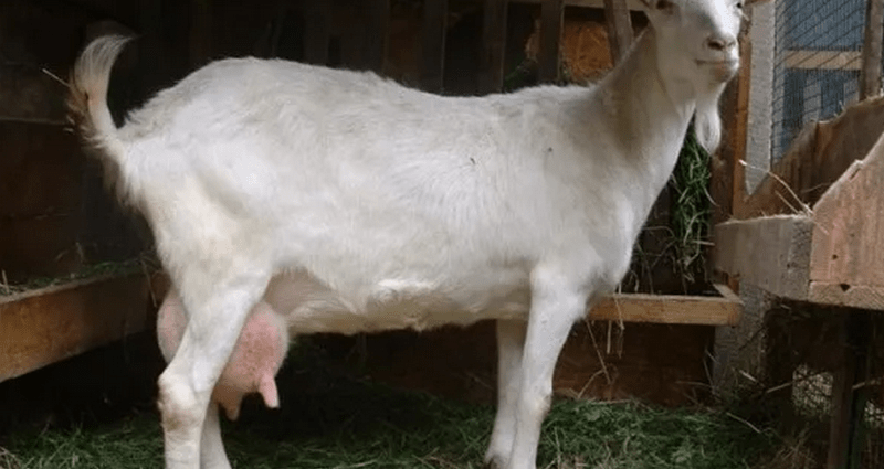 Gorky goat: maintenance and care 