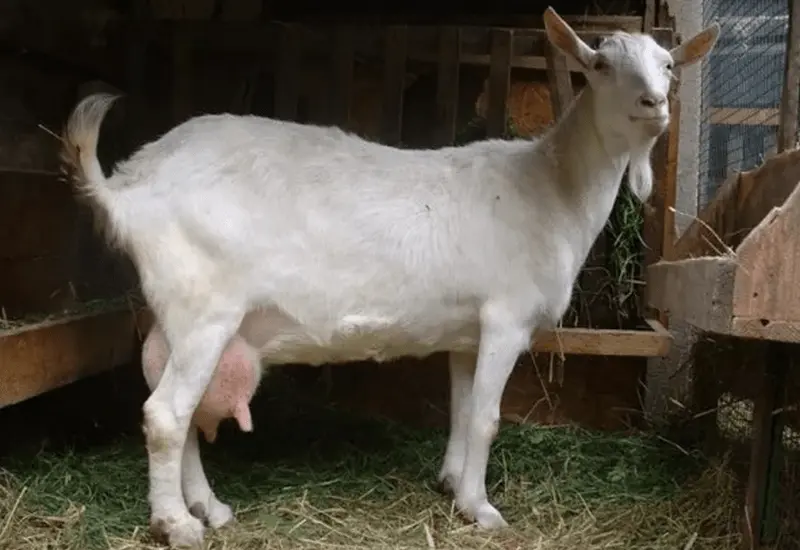 Gorky goat: maintenance and care 