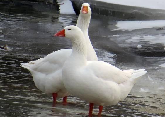 Governor Geese