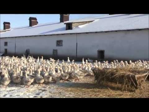 Governor Geese