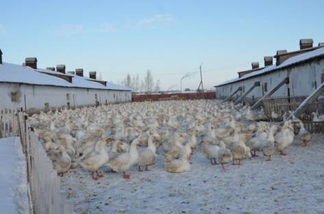 Governor Geese