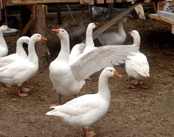 Governor Geese