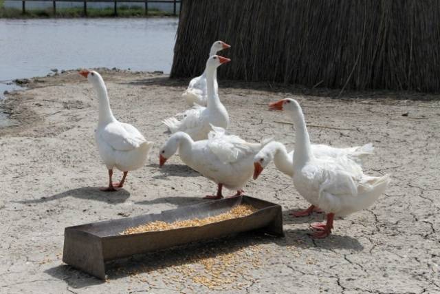 Governor Geese