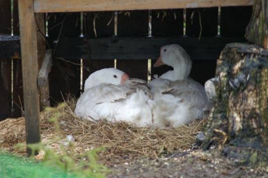 Governor Geese