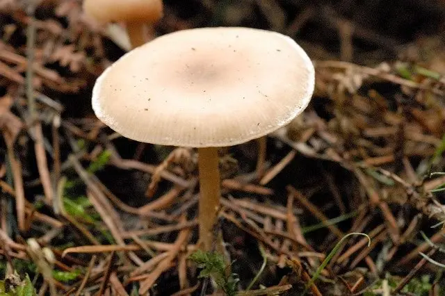 Govoruška vibecina (Clitocybe vibecina) photo and description