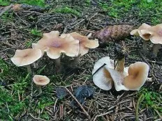 Govoruška vibecina (Clitocybe vibecina) photo and description