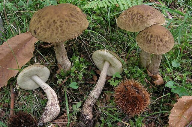 Grabovik mushroom (grey butterflies): description and photo, edibility