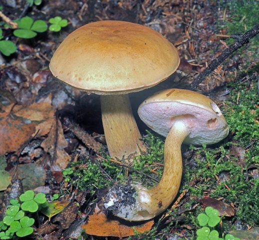 Grabovik mushroom (grey butterflies): description and photo, edibility