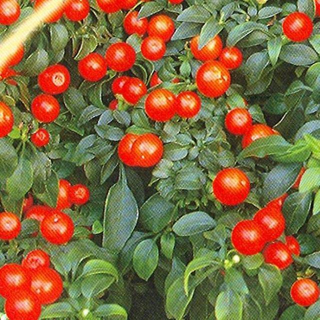 Grades of bitter pepper