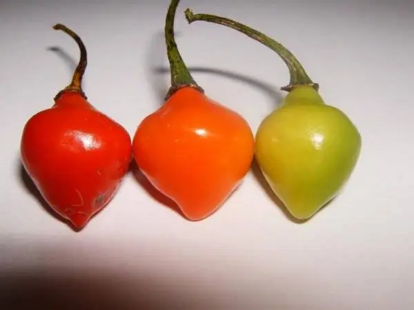Grades of bitter pepper