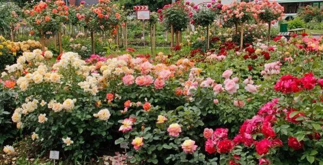 Grafted or own-rooted roses: which is better, planting and care