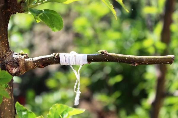 Grafting an apple tree in autumn: how to graft on an old tree