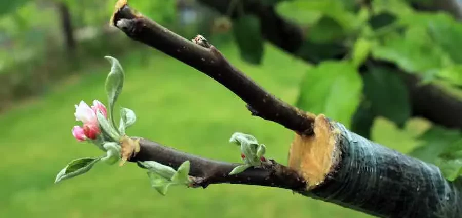 Grafting an apple tree in autumn: how to graft on an old tree