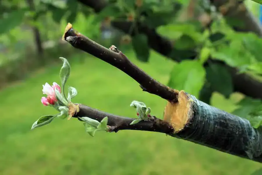 Grafting an apple tree in autumn: how to graft on an old tree