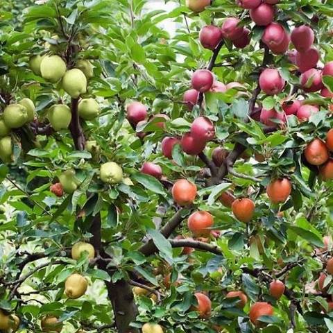 Grafting an apple tree on a wild