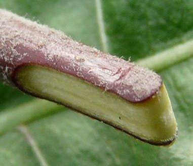 Grafting an apple tree on a wild