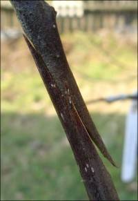 Grafting an apple tree on a wild