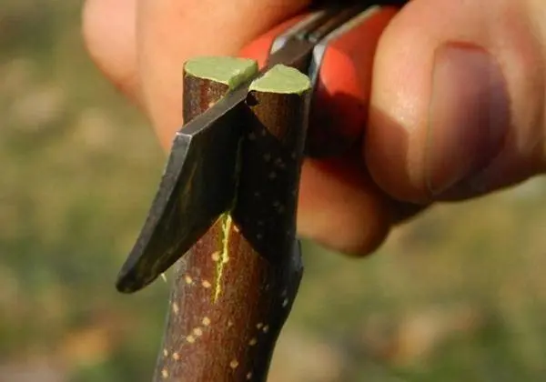 Grafting an apple tree on a wild