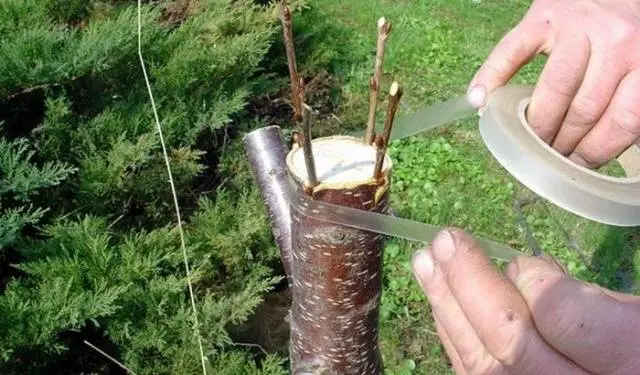 Grafting an apple tree on a wild