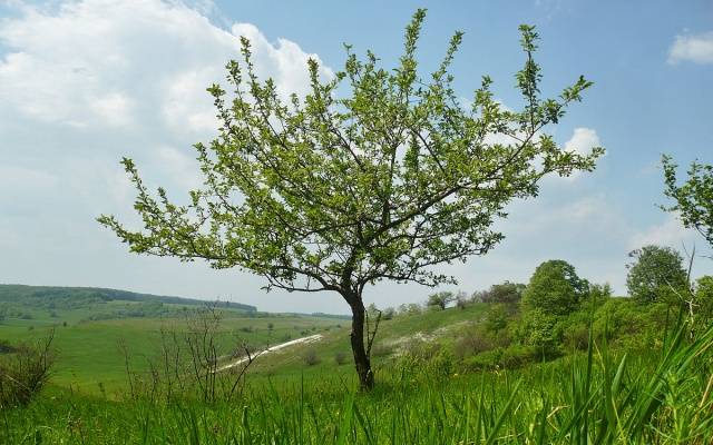 Grafting an apple tree on a wild