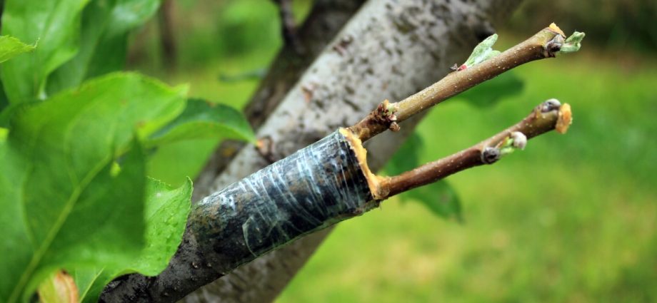 Grafting an apple tree on a wild