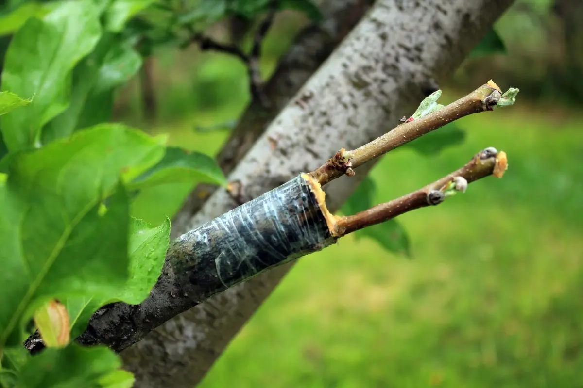 Grafting an apple tree on a wild