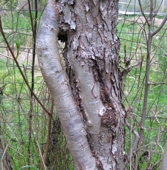 Grafting an apple tree with a bridge