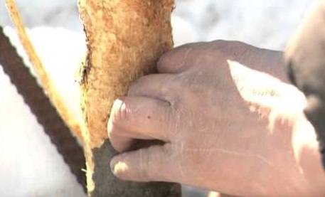 Grafting an apple tree with a bridge