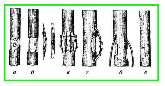 Grafting an apple tree with a bridge