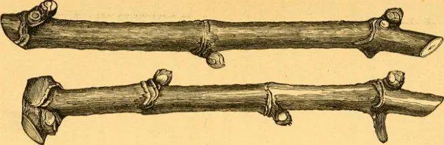 Grafting an apple tree with a bridge