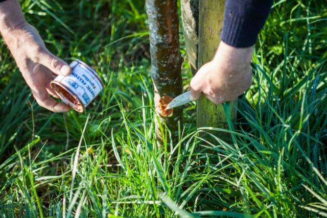 Grafting an apple tree with a bridge