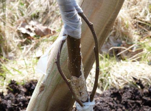 Grafting an apple tree with a bridge