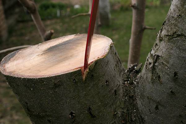 Grafting an apple tree with a bridge