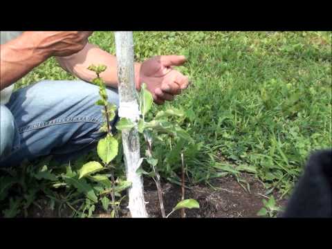Grafting an apple tree with a bridge
