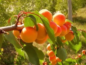 Grafting an apricot in the spring on a plum: rules and recommendations