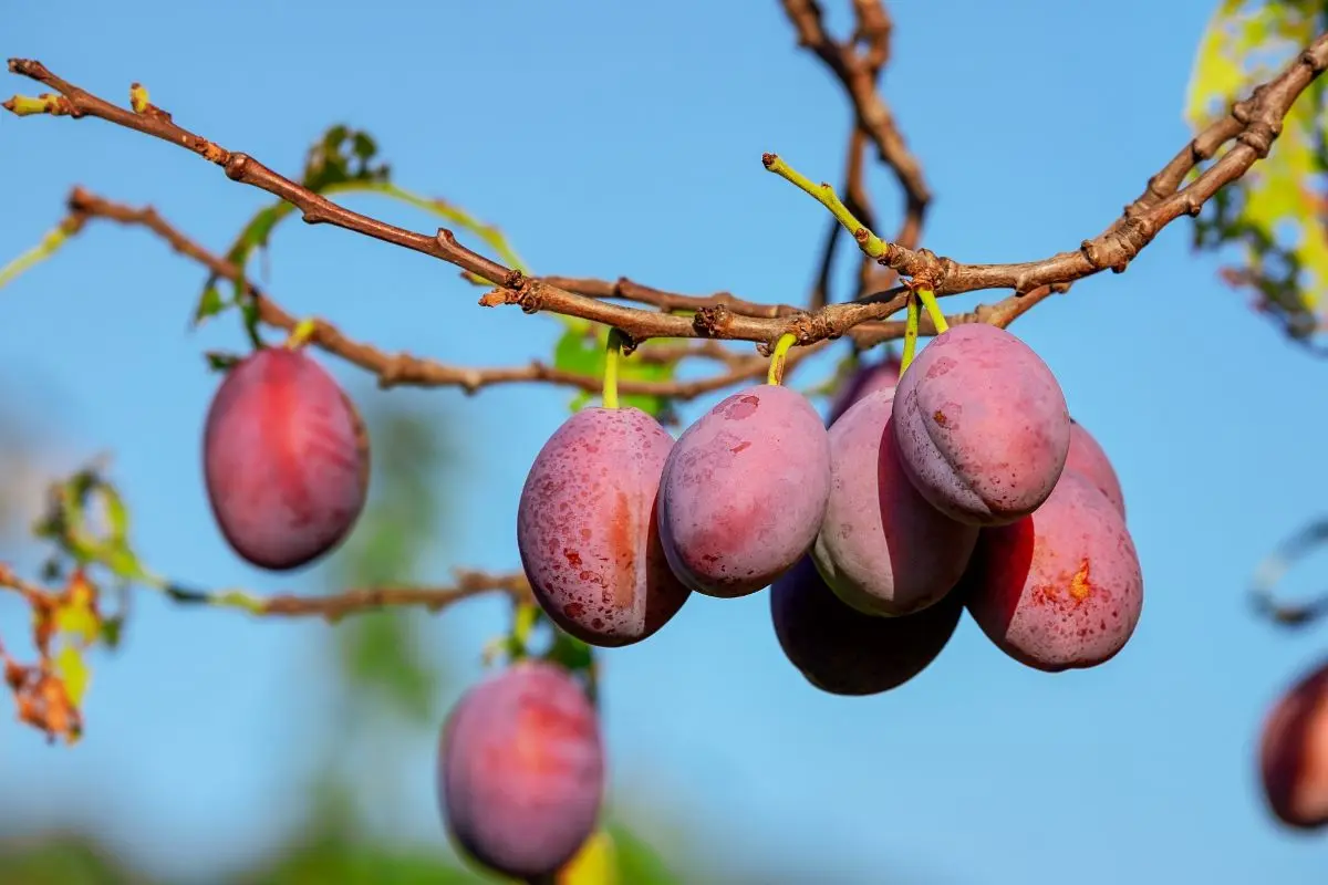 Grafting an apricot in the spring on a plum: rules and recommendations