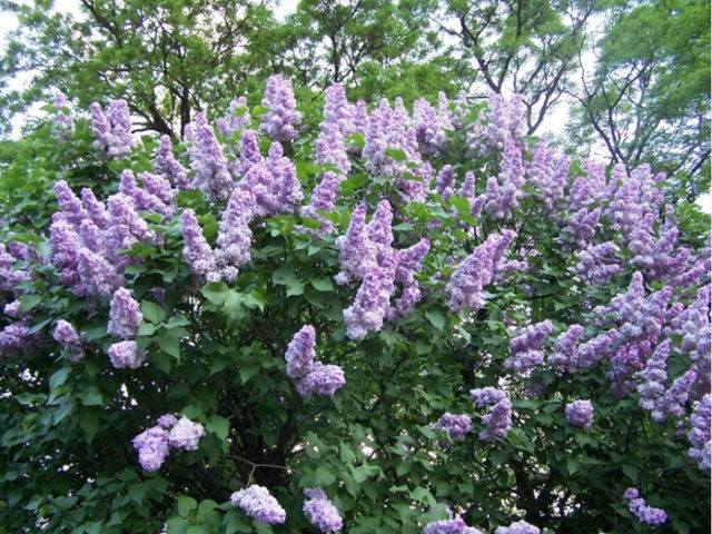 Grafting lilacs in spring, summer, autumn: timing, methods, video