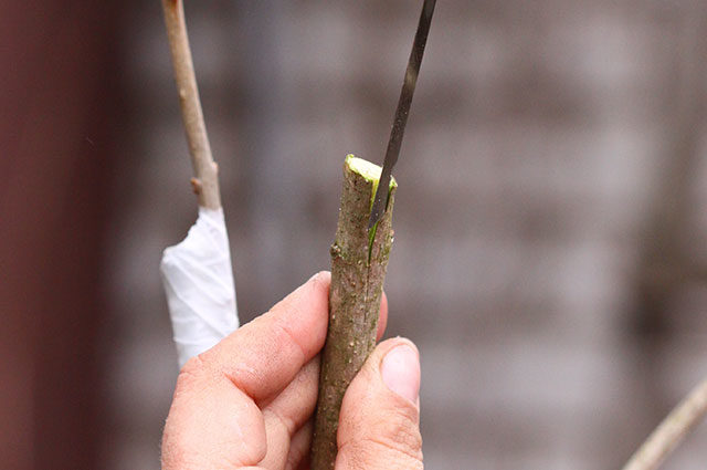 Grafting lilacs in spring, summer, autumn: timing, methods, video