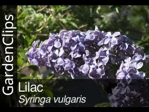 Grafting lilacs in spring, summer, autumn: timing, methods, video