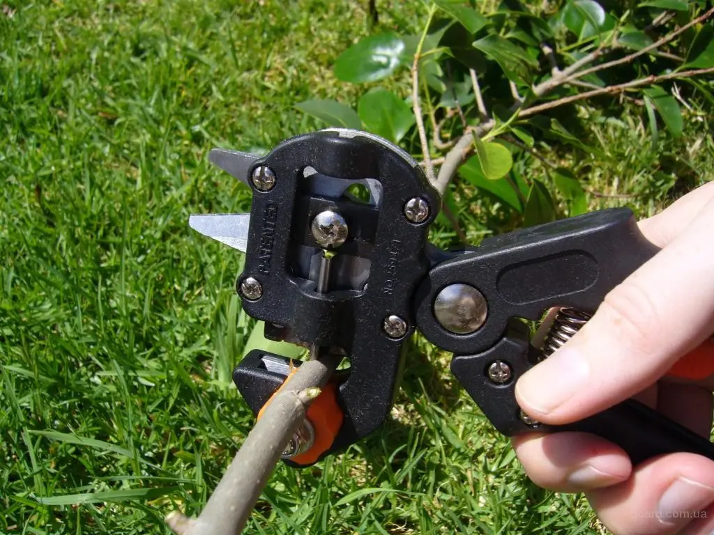 Grafting pruner: how to choose or make yourself