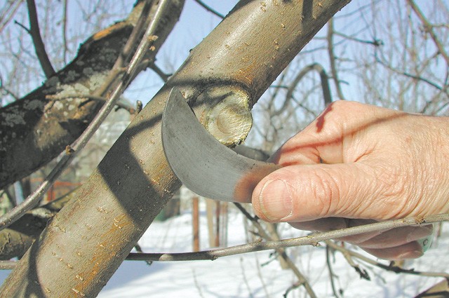 Grafting pruner: how to choose or make yourself